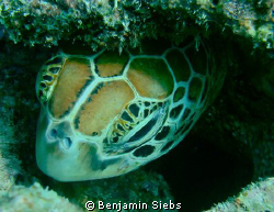 resting Turtle by Benjamin Siebs 